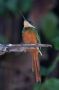 Trinidad2005 - 148 * Rufous-tailed Jacamar.